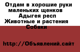 Отдам в хорошие руки маленьких щенков  - Адыгея респ. Животные и растения » Собаки   